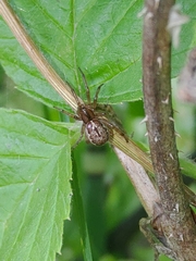 Enoplognatha caricis