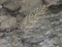 Calamagrostis varia