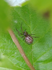 Enoplognatha caricis