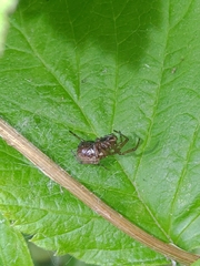 Enoplognatha caricis