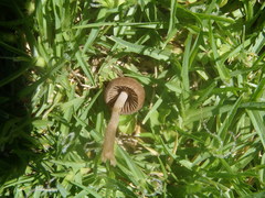 Panaeolus foenisecii