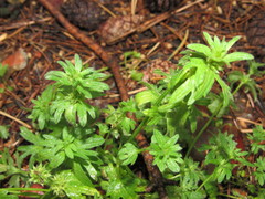Lamium amplexicaule orientale