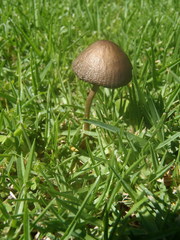 Panaeolus foenisecii