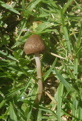 Panaeolus foenisecii