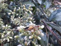 Zelus laticornis