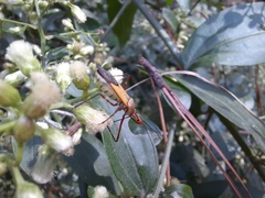 Zelus laticornis
