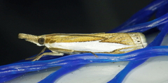 Crambus watsonellus