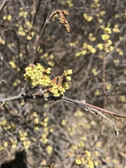 Rhus aromatica aromatica