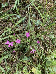 Dianthus armeria
