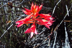 Disa ferruginea