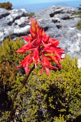 Disa ferruginea