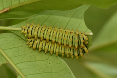Rothschildia aurota