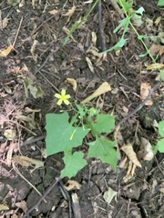 Mycelis muralis
