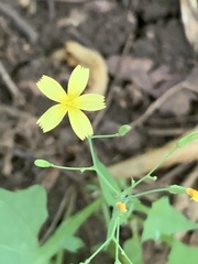 Mycelis muralis