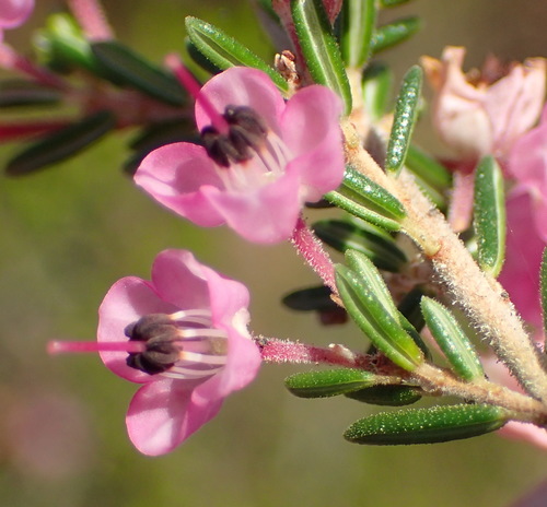 Image of Erica canaliculata by (c) Nicola van Berkel, some rights reserved (CC BY-SA)