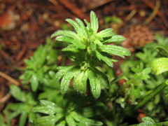 Lamium amplexicaule orientale