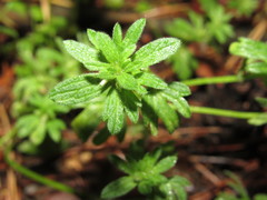 Lamium amplexicaule orientale