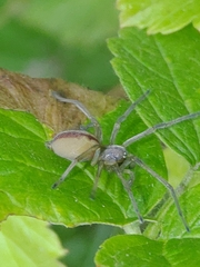 Cheiracanthium erraticum