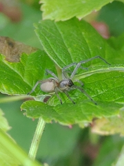 Cheiracanthium erraticum
