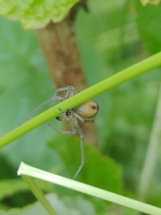 Cheiracanthium erraticum