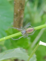 Cheiracanthium erraticum