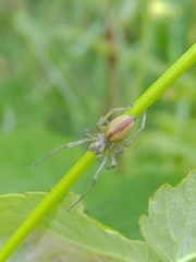 Cheiracanthium erraticum