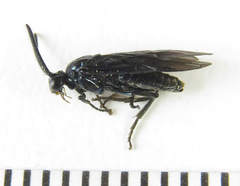 Arge gracilicornis