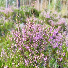 Calluna