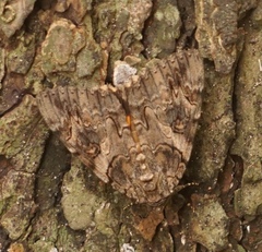 Catocala piatrix