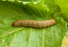 Dypterygia scabriuscula