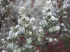 Amphithalea fourcadei