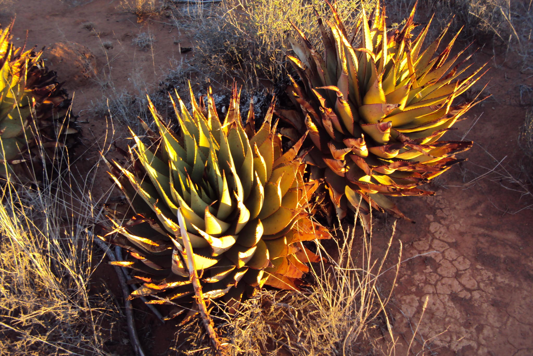 Aloe broomii var. broomii