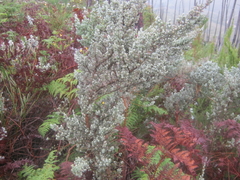 Amphithalea fourcadei