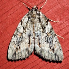 Catocala retecta