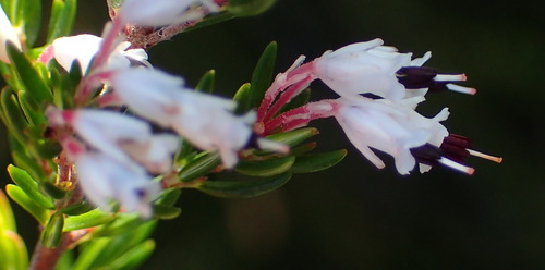 Image of Erica fuscescens by (c) Nicola van Berkel, some rights reserved (CC BY-SA)