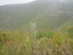 Amphithalea fourcadei