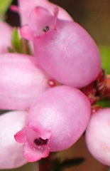 Erica gracilis: 기원과 용도 — 사진 2