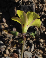 Oxalis pes-caprae pes-caprae