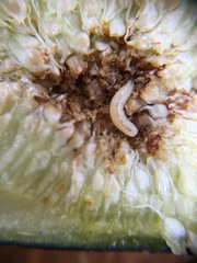 Silba adipata
