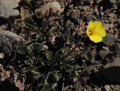 Oxalis pes-caprae pes-caprae