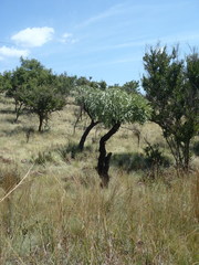 Cussonia paniculata sinuata