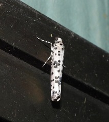 Yponomeuta pustulellus