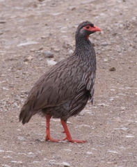 Pternistis afer castaneiventer