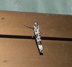 Yponomeuta pustulellus