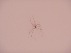 Physocyclus globosus