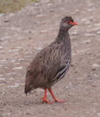 Pternistis afer castaneiventer