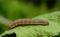 Dypterygia scabriuscula