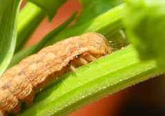 Dypterygia scabriuscula