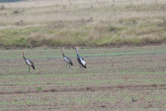 Balearica regulorum regulorum