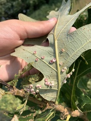 Phylloteras volutellae